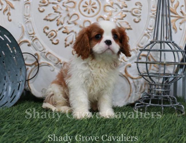 AKC Cavalier King Charles Spaniel Puppies from Shady Grove Cavaliers