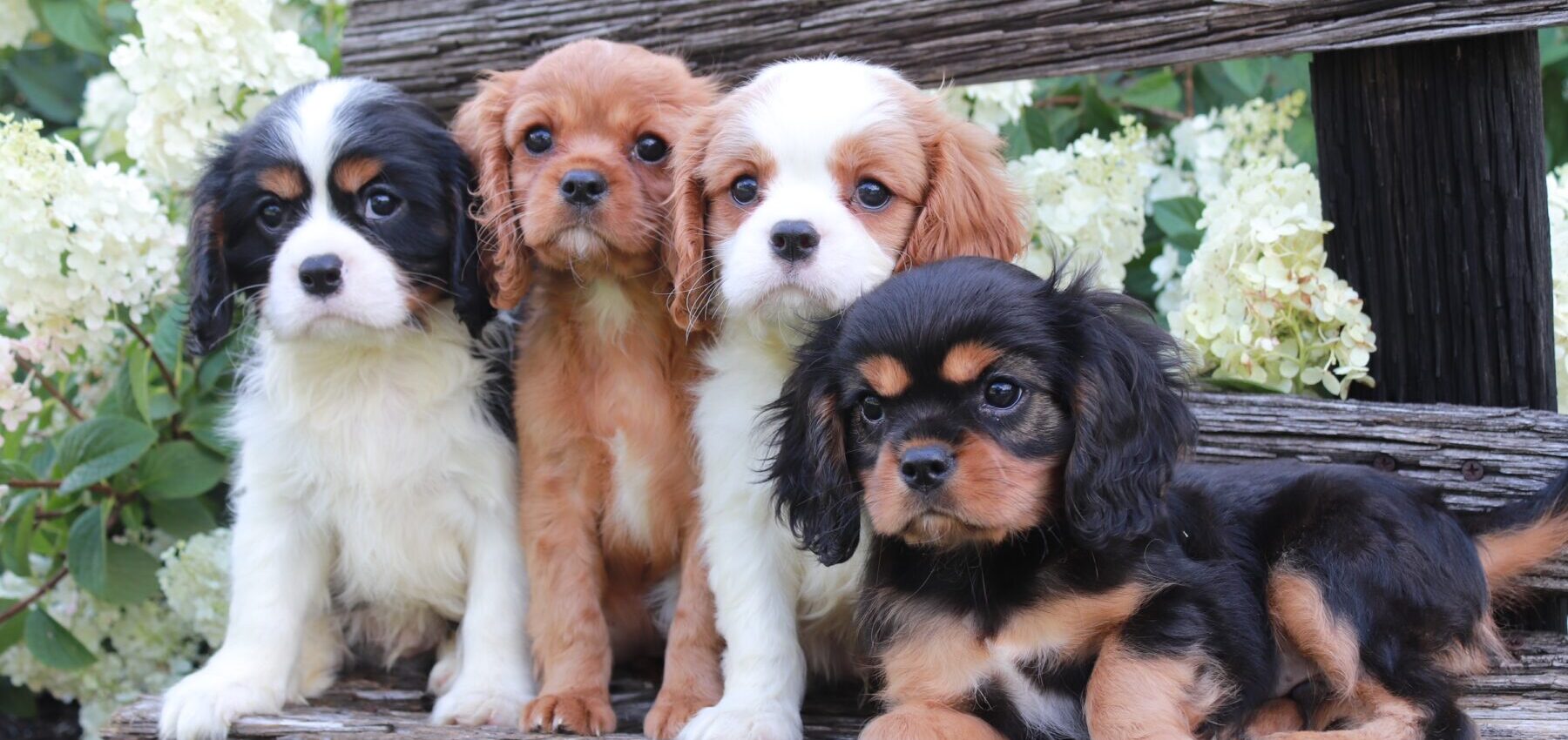 Cavalier Puppies