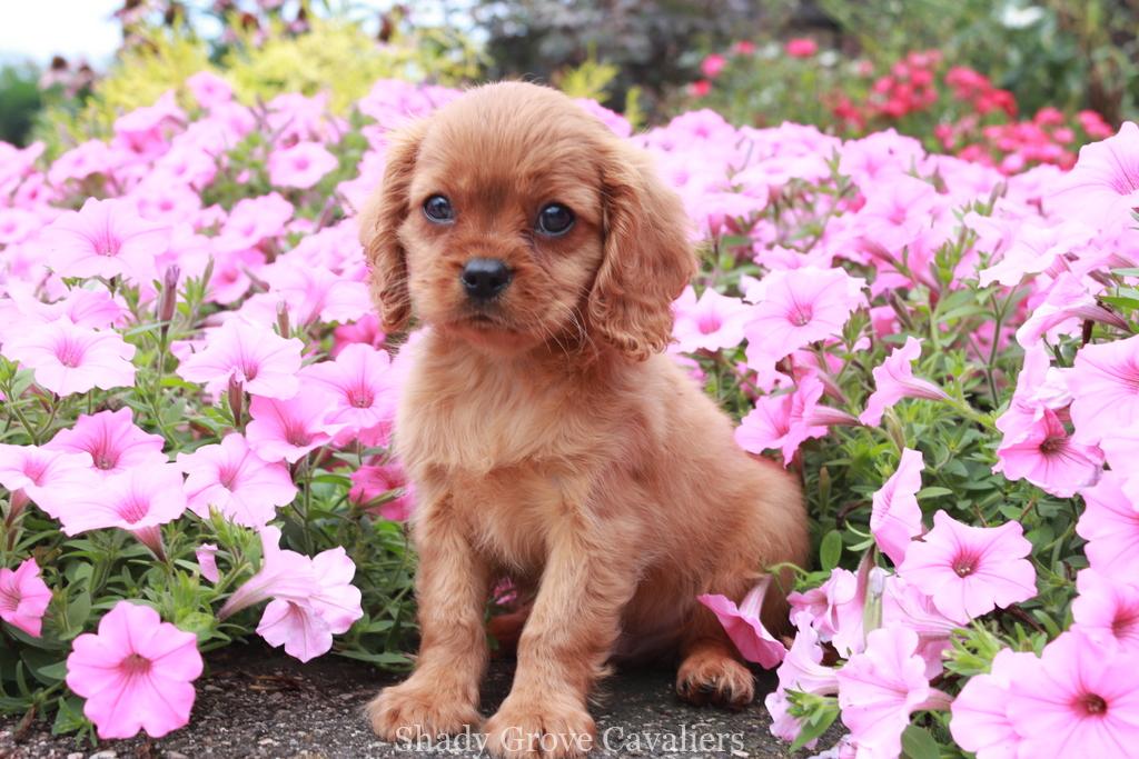 Cavalier puppy in flower bed