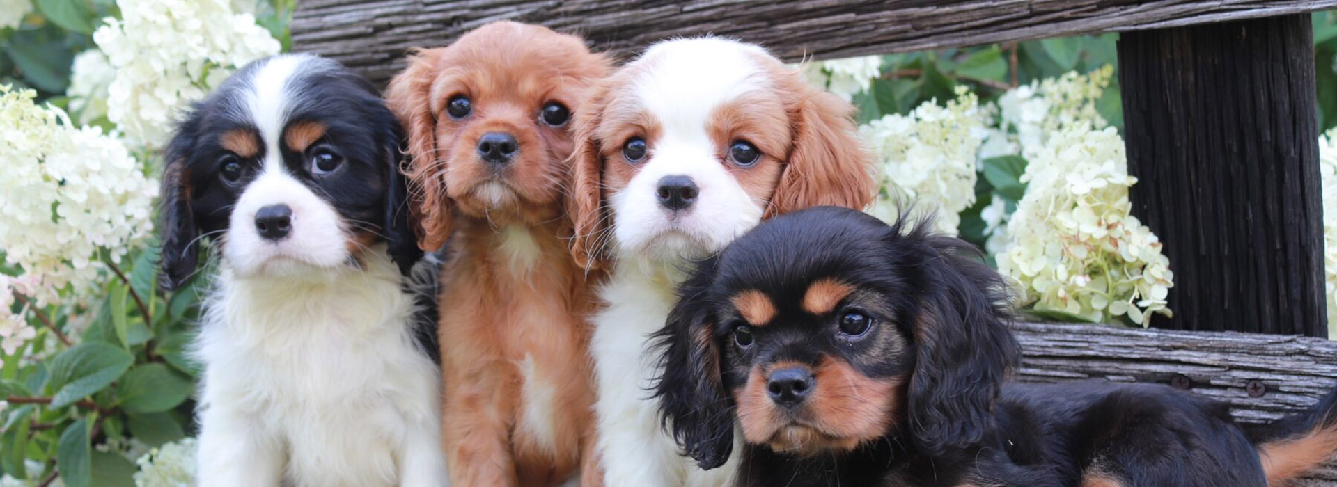 Akc sales cavalier puppies
