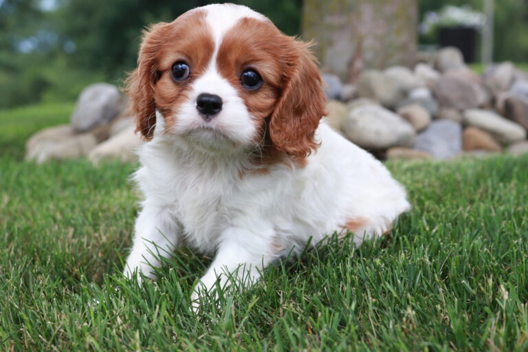 Cavalier King Charles Spaniel Puppies for Sale in Michigan By Shady