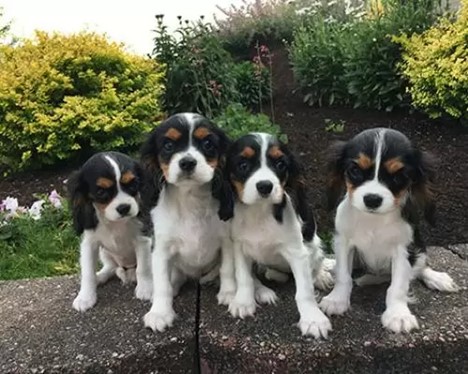 Cavalier King Charles Spaniel Puppies group photo outdoors