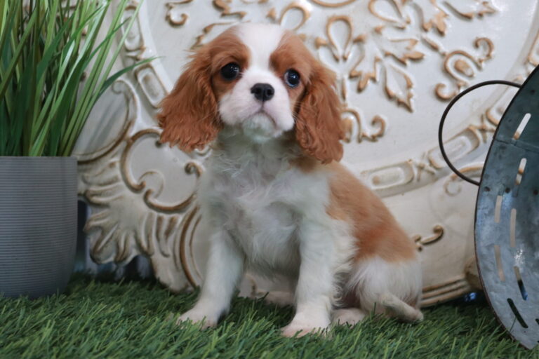 AKC Cavalier King Charles Spaniels - Central Indiana - SmithPaws LLC