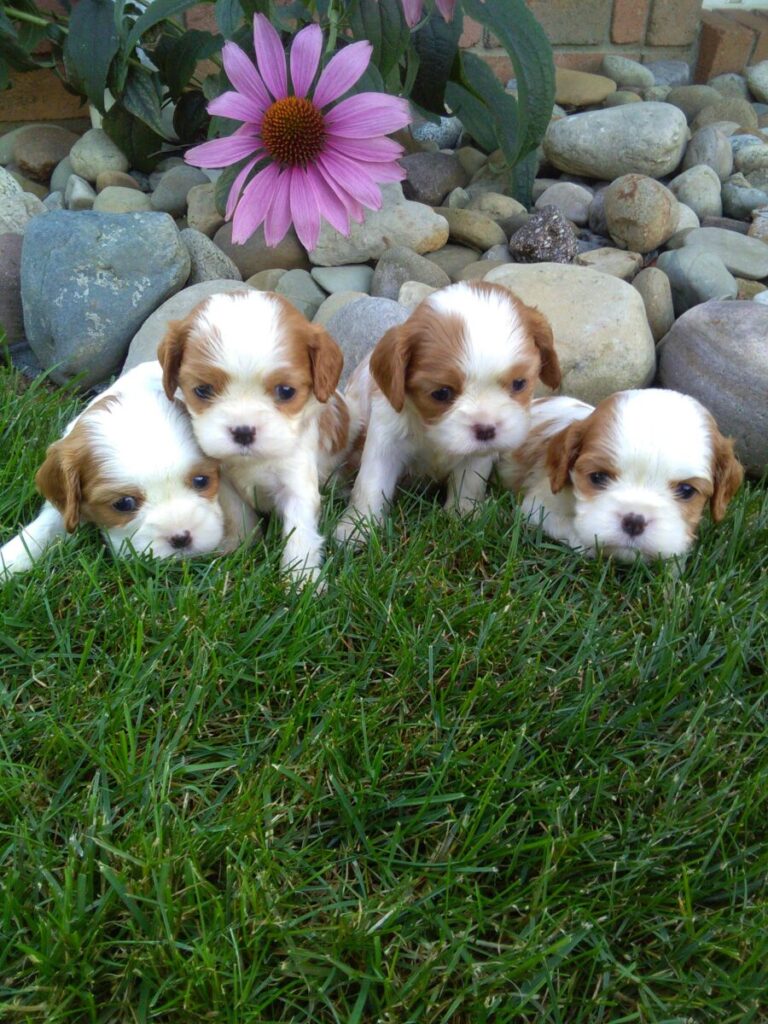 Cavalier King Charles Spaniel puppies in grass 