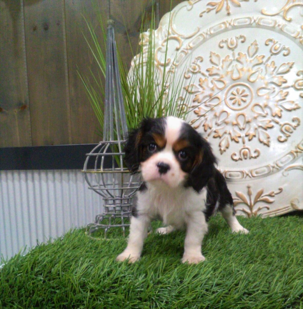 Cavalier King Charles Spaniel Puppy