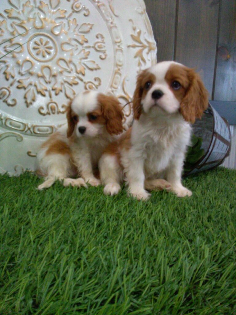 two Cavalier King Charles Spaniel puppies in the grass