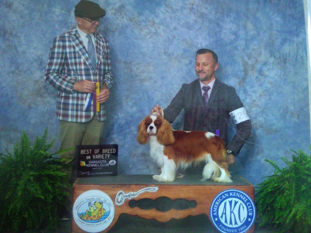 Cavalier King Charles Spaniel AKC award