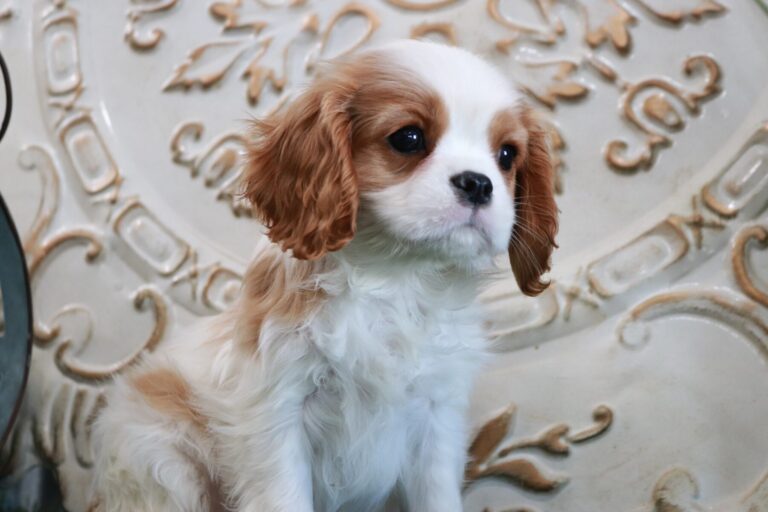 AKC Cavalier King Charles Spaniel Puppies for Sale Washington D.C by ...
