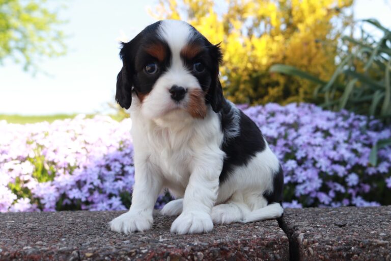 AKC Cavalier King Charles Spaniel Puppies for Sale Hartford, CT by