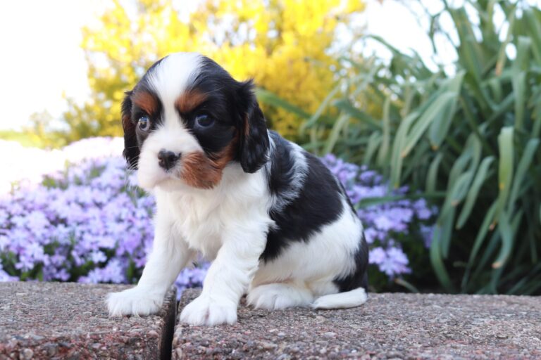 AKC Cavalier King Charles Spaniel Puppies for Sale Hartford, CT by