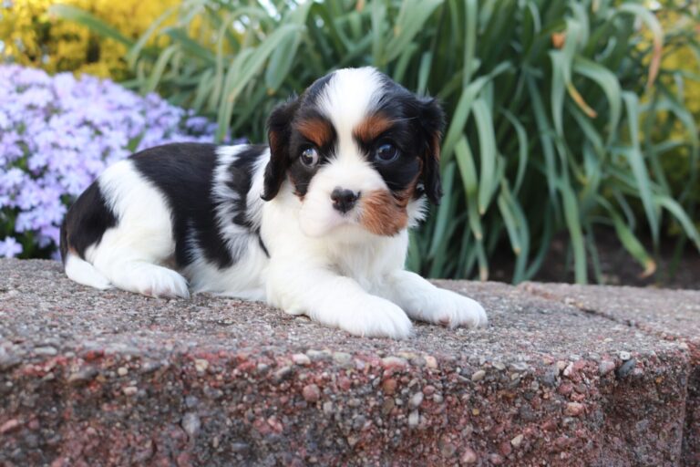 AKC Cavalier King Charles Spaniel Puppies for Sale Hartford, CT by