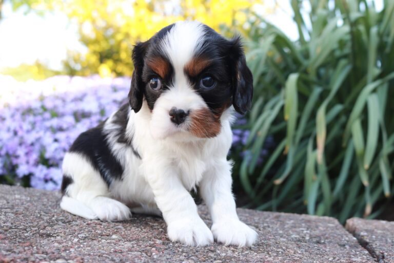 AKC Cavalier King Charles Spaniel Puppies for Sale Hartford, CT by