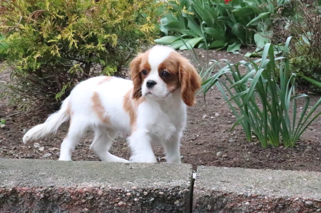 Cavalier King Charles Spaniel puppy