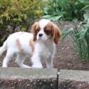 Cavalier King Charles Spaniel puppy