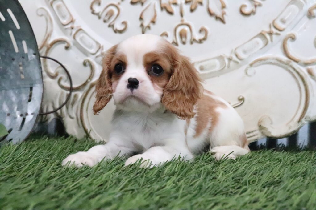 Cavalier King Charles Spaniel puppy