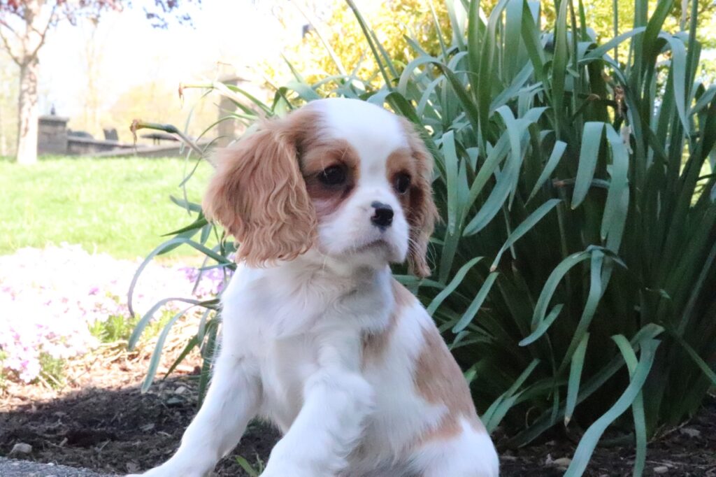 Cavalier King Charles Spaniel puppy