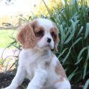 Cavalier King Charles Spaniel puppy