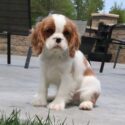 Cavalier King Charles Spaniel puppy sitting outside on back patio