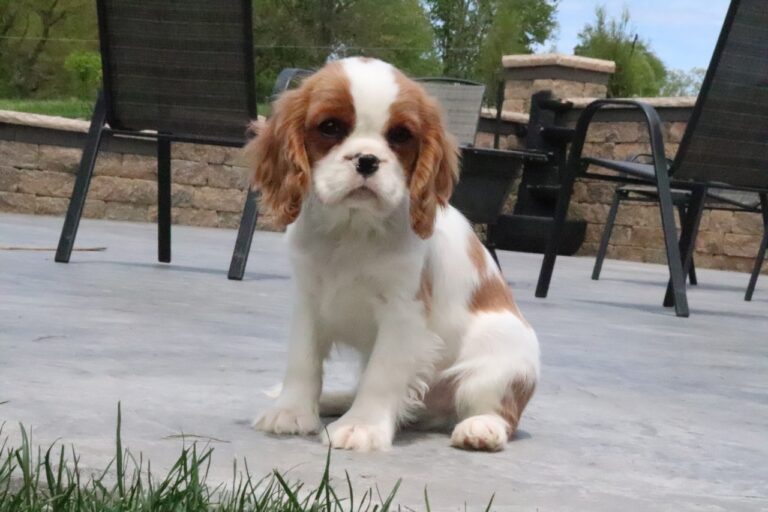 Cavalier King Charles Spaniel puppy sitting outside on back patio
