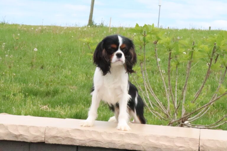 Cavalier King Charles Spaniel puppy posing tall outside on bench
