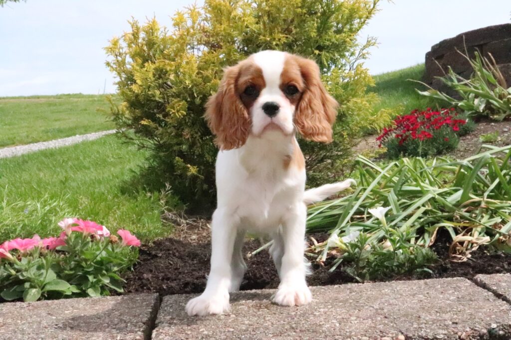 Cavalier King Charles Spaniel puppy 