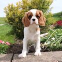 Cavalier King Charles Spaniel puppy