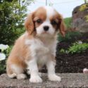 Cavalier King Charles Spaniel puppy