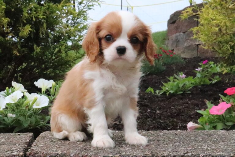 Cavalier King Charles Spaniel puppy