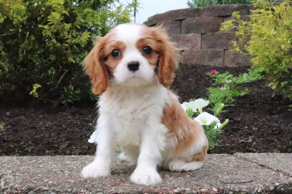 Cavalier King Charles Spaniel puppy