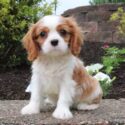 Cavalier King Charles Spaniel puppy