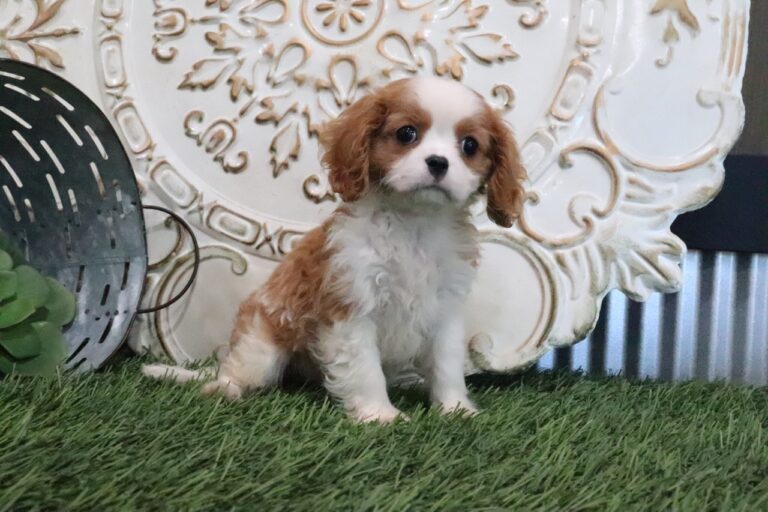 Queenie
