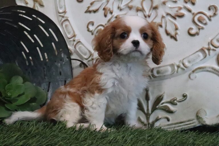 Queenie