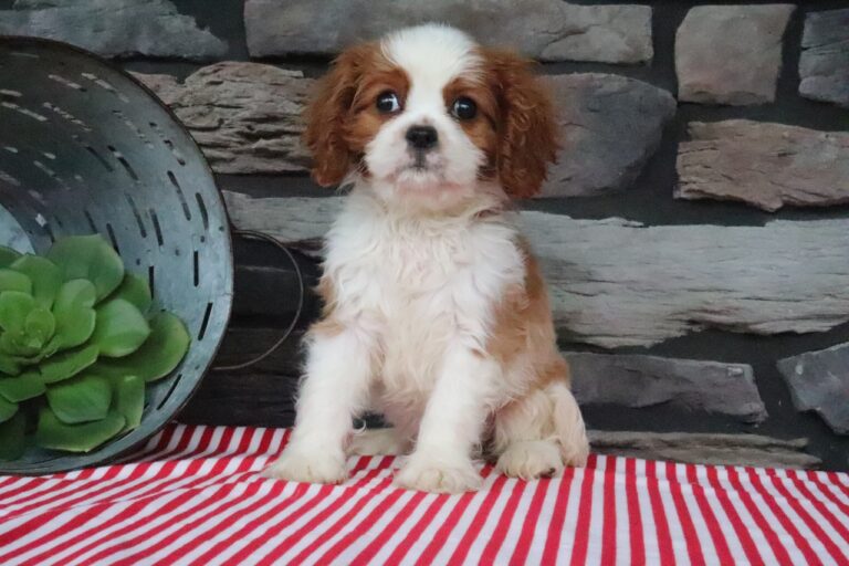 Nora