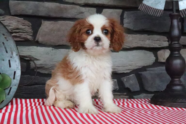 Nora