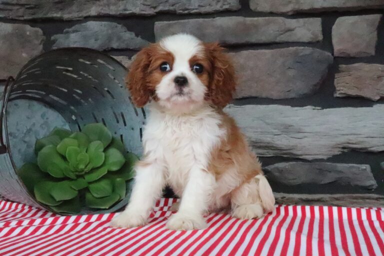 Nora