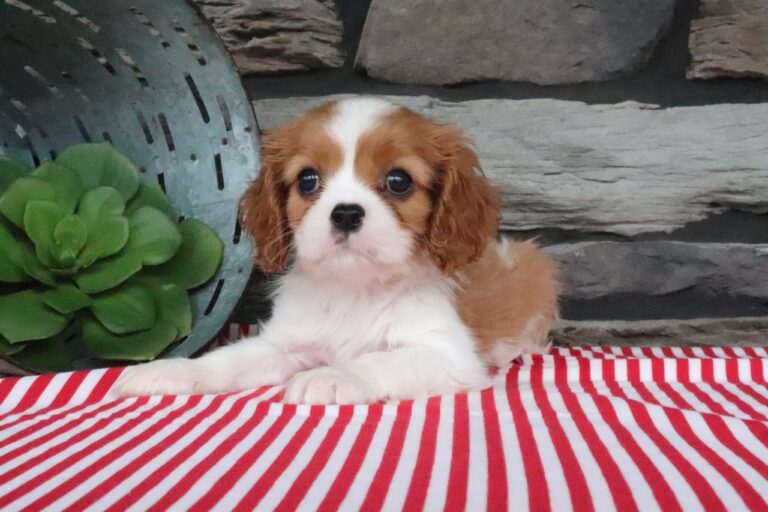 Oliver