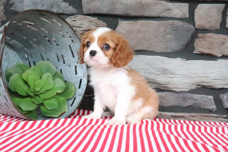 Oliver