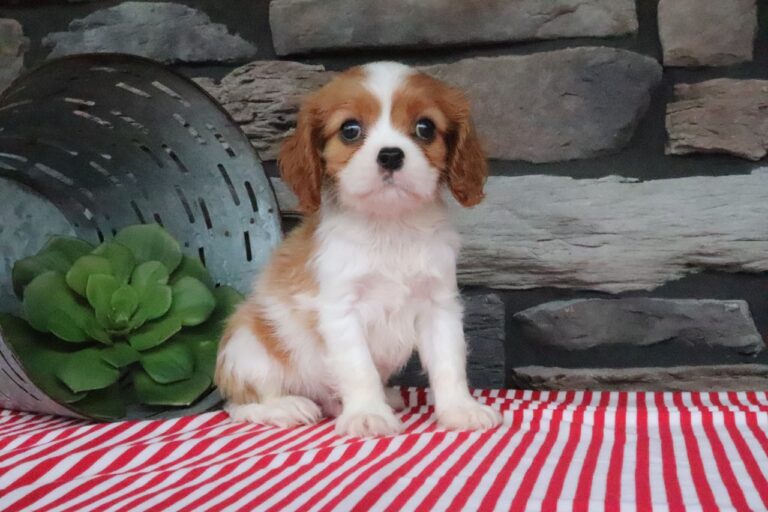 Oliver
