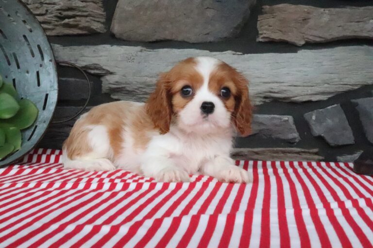 Oliver