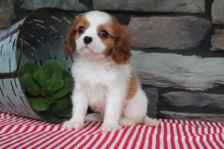 Otis