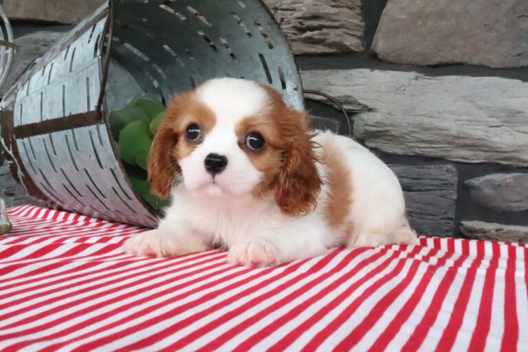 Otis