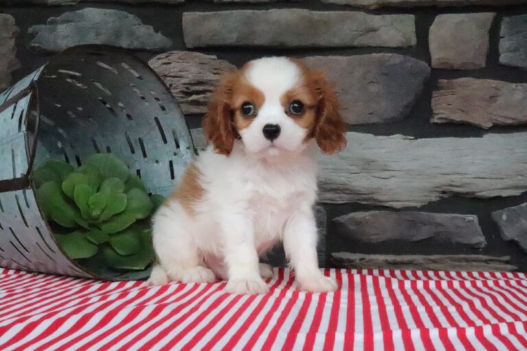 Otis