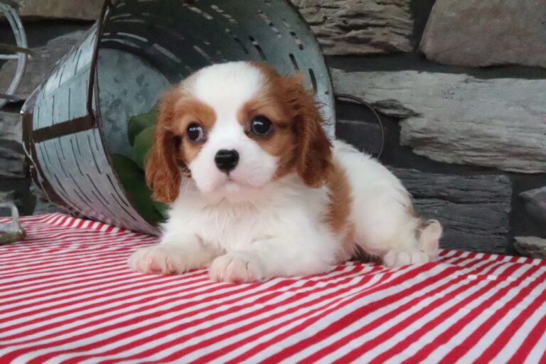 Otis