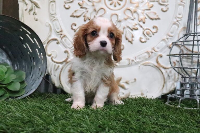Romeo