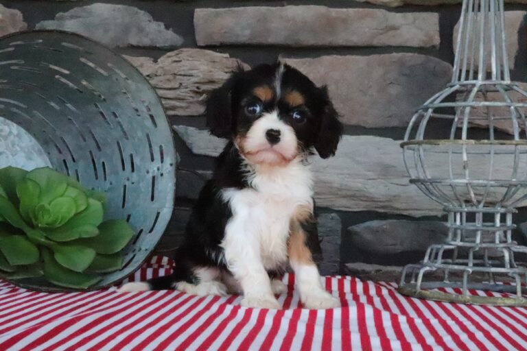 Rocky