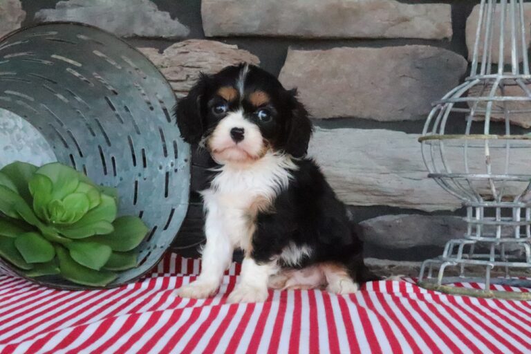 Rocky