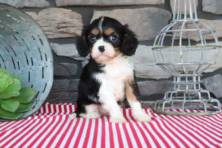 Rocky