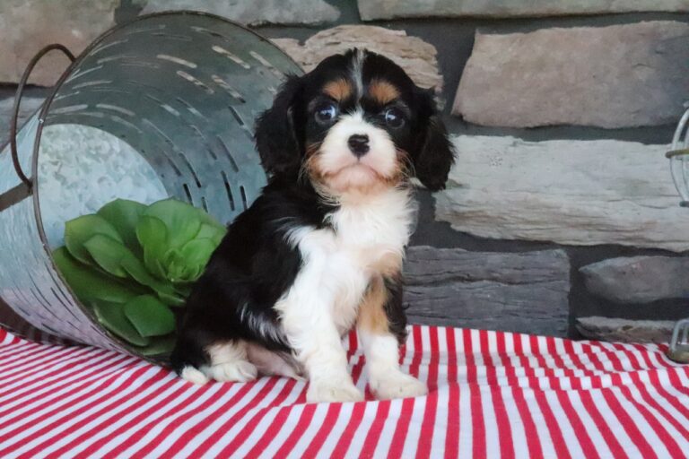 Rocky