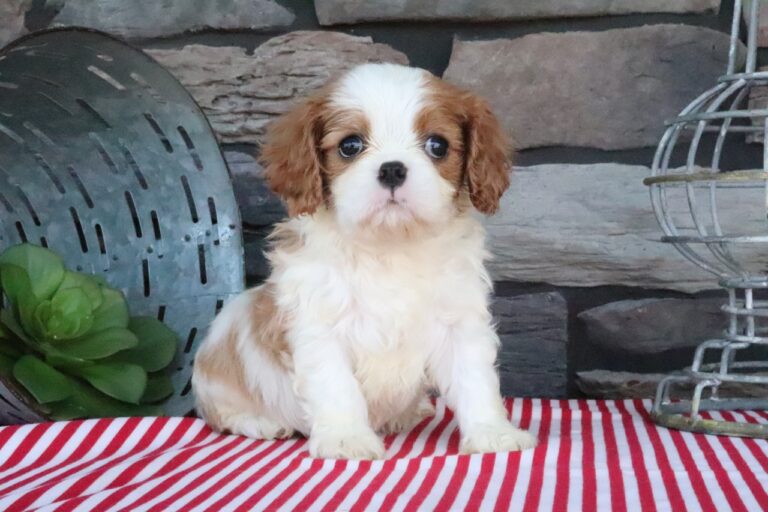 Tuffy