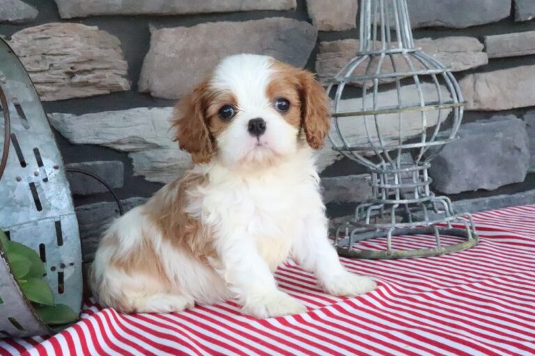 Tuffy